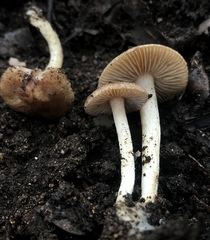Inocybe muricellata