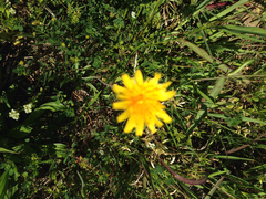 Krigia dandelion