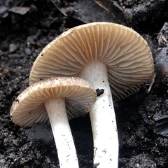 Inocybe muricellata