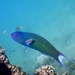 Moon Wrasse - Photo (c) momaz, some rights reserved (CC BY-NC)