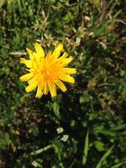 Krigia dandelion