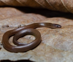 Hallowell's Centipede Snake photo 2