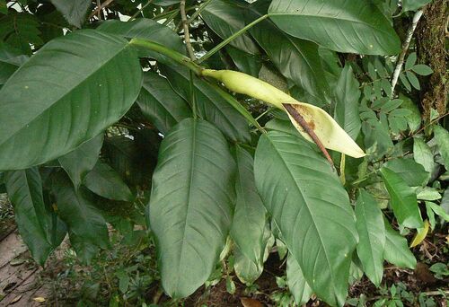 Subgenus Pteromischum  iNaturalist