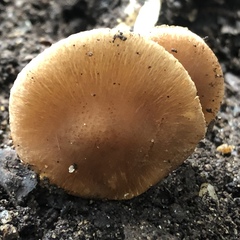 Inocybe muricellata
