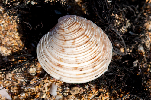 Venus casina Linnaeus, 1758