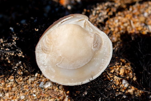 Pale Venus