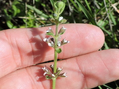 Stachys crenata