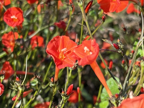 Ipomoea hederifolia observed 2024-01-24