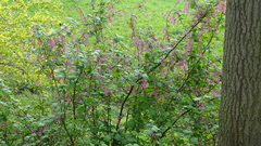 Ribes sanguineum