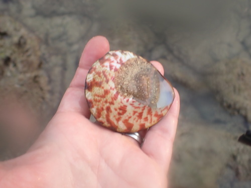 Commercial Top Shell (Rochia nilotica)