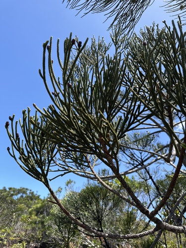 Dacrydium araucarioides (Dacrydium araucarioides)