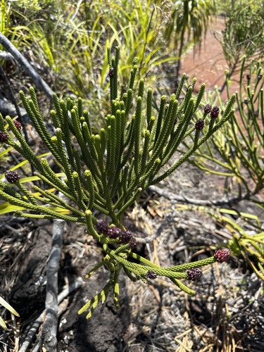 Dacrydium araucarioides (Dacrydium araucarioides)