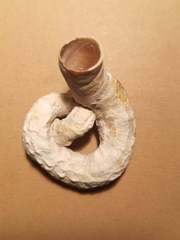 Thylacodes arenarius