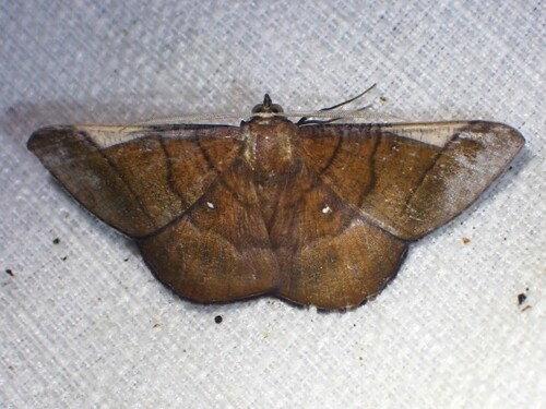Looper Moth