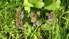 Glechoma hederacea