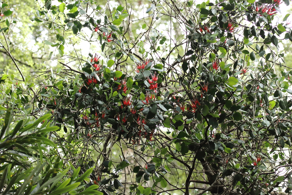 Scarlet Mistletoe In January 2024 By Nicola Baines INaturalist   Large 