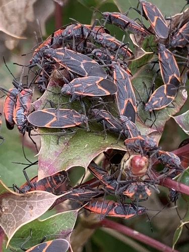 Eastern Boxelder Bug, photo 6 of 10