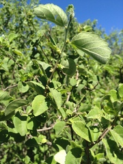 Celtis pallida discolor