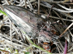 Chalcophora mariana massiliensis