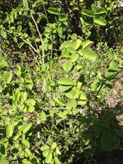 Celtis pallida discolor