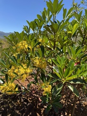 Metrosideros laurifolia