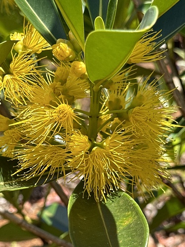 Metrosideros laurifolia, photograph 2