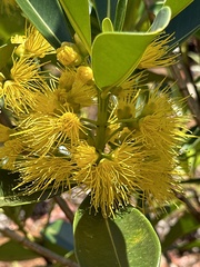 Metrosideros laurifolia, photograph (c) Rosario Douglas, some rights reserved (CC BY)