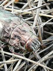 Chalcophora mariana massiliensis