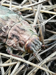 Chalcophora mariana massiliensis