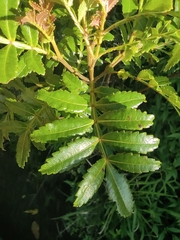 Tinctoria (Weinmannia tinctoria)