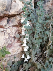 Antirrhinum majus
