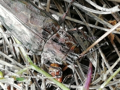 Chalcophora mariana massiliensis