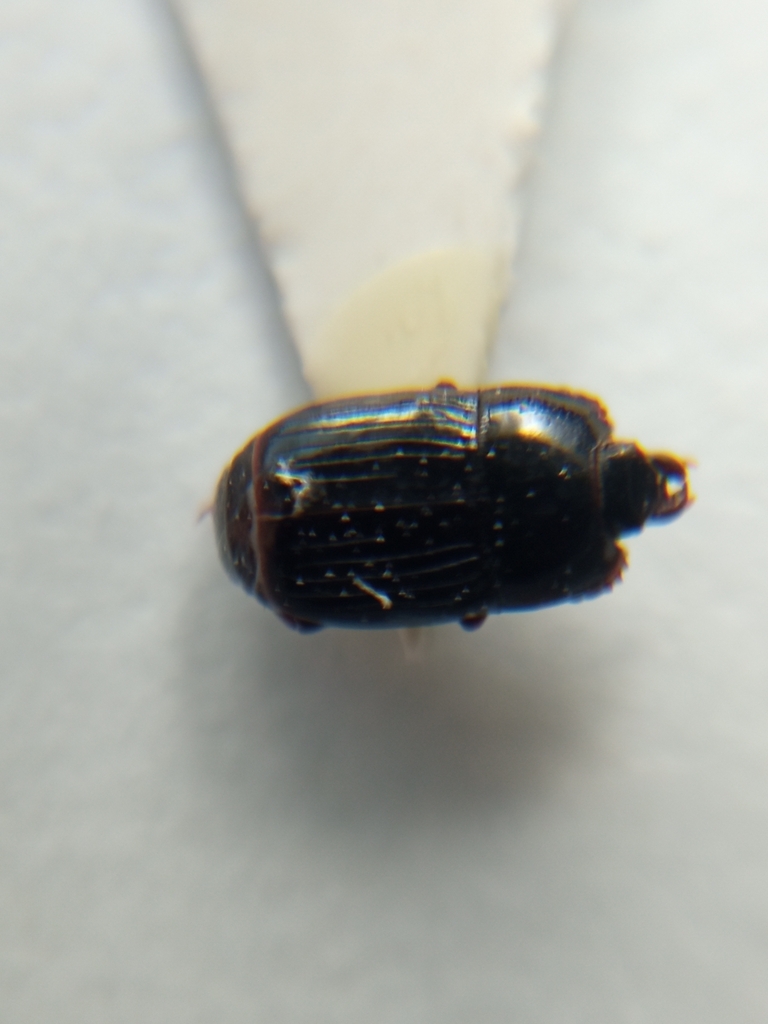 Platysoma deplanatum