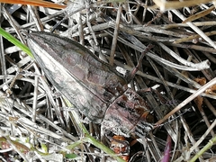 Chalcophora mariana massiliensis