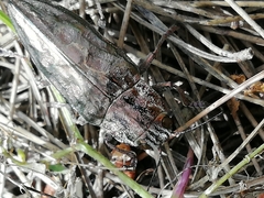 Chalcophora mariana massiliensis