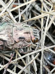 Chalcophora mariana massiliensis