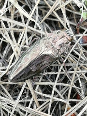 Chalcophora mariana massiliensis