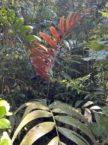 Flamethrower Palm (Chambeyronia macrocarpa)