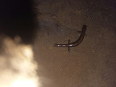 Plethodon dorsalis