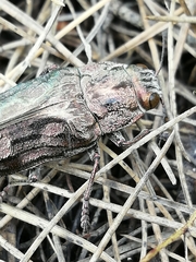 Chalcophora mariana massiliensis