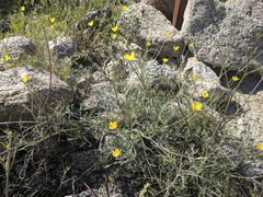Eschscholzia minutiflora