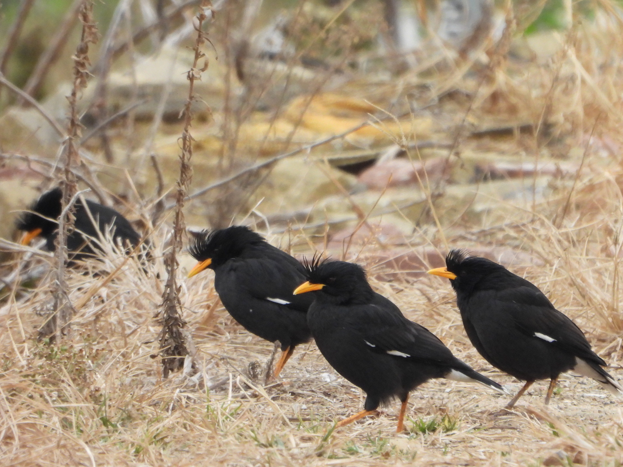 Great Myna