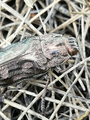 Chalcophora mariana massiliensis