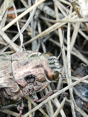 Chalcophora mariana massiliensis