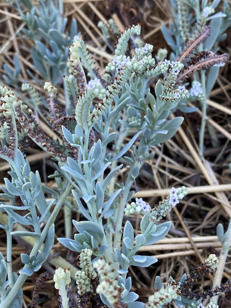 Heliotropes from Newcastle St, York, WA, AU on January 27, 2024 at 06: ...