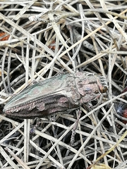 Chalcophora mariana massiliensis