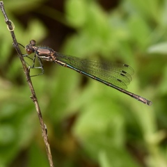 Lestes stultus
