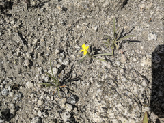 Camissoniopsis pallida