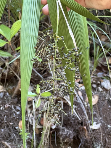 Joinvillea plicata (Joinvillea plicata)