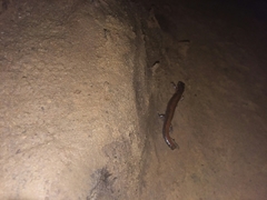 Plethodon dorsalis